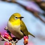 'Biannual' vs. 'Biennial' Distinction Is for the Birds