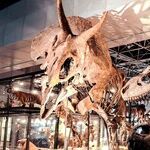 We're Haunted by Linguistic Fossils