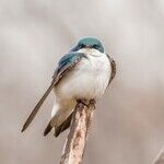 The Bird Is the Word?