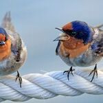 Subjects and Verbs Agree to Disagree