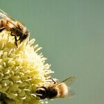 Can't Do It By Yourself? Try Plan 'Bee'