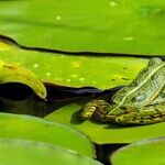 Keeping the Frogs in the Wheelbarrow