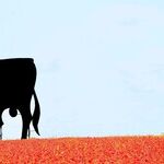 Origin of 'Gory' Misses Bull's-Eye