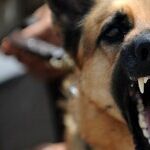 Dogged Readers Snarl at Pet Peeves