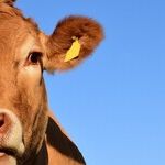 'Gregarious' and 'Ruminate' Share Beastly Origins