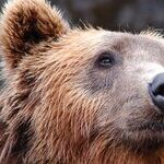 Do You Know the 'Bear' Facts of Usage?