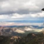 Quoth the Raven, 'Never Said'