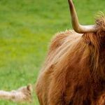 Phoenician Oxen Earn 'A' for Effort