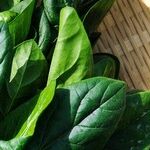 Do You Like Spinach More Than Me?