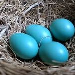'Round-Robin' Is Based on Circular Reasoning