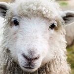 Where Never Is 'Herd' a Discouraging Word