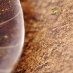 Is There a Fossil on Your Tongue?