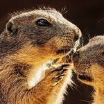 Old English 'Godmother' Spawns Lurid 'Gossip'!