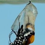 When Caterpillars 'Butterfly' into Verbs
