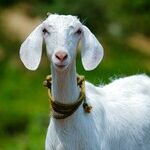 Latin Root 'Caper' Has Got Your Goat