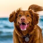 'Recouping' Gives Reader Paws