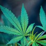 'Weeding' Out the Origins of 'Pot'