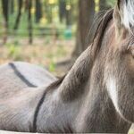 Four Words Derived from Four-Legged Friends