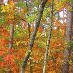 Fall for Change: Drop Your Leaves; Harvest Your Fruits
