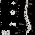 The Science of Going Small: Start With Your Sacrum