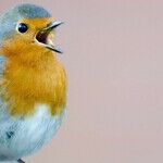 How You Get Your Sap to Rise