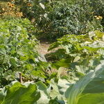 Dig Into Gardening and You'll Harvest More Than Zucchinis