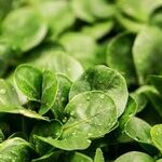 Yes, It's a No-Brainer: Stay Active and Eat Your Greens
