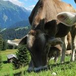 Meaty Matters: Let the Truth About Veggies Set You Free