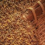 More Whole Grains