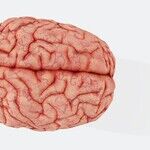 Brain Health