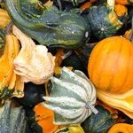 Fall Foods