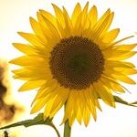 Vitamin D and COVID-19