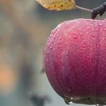 Powerful Fruits and Vegetables