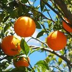 Vitamin C for Your Muscles