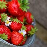 The Power of a Strawberry