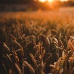 Moving Away From Ultra-Processed
