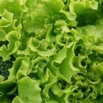 Plants and Breast Cancer
