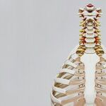Strong Bones