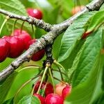 Cherry-Picked