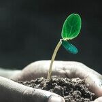 Planting the Idea