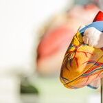 Heat Goes for the Heart