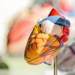 Cancer and the Heart