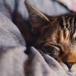 Which Came First: Migraine or Sleepless Night?