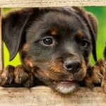 Dog Days of the Pandemic