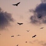 Fly by Night, or a Mice Night's Sleep