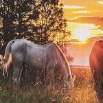 Horse Sense