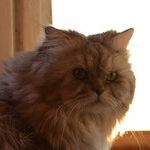 The Healing Power of Pets