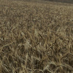 Pesticide Goes Against the Grain