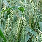 Say Goodbye to the High-Carbohydrate/Low-Fat Diet
