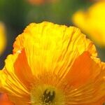 Spring As A Prescription To What Ails Us